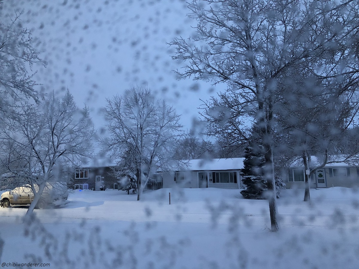 frosted trees in the winter