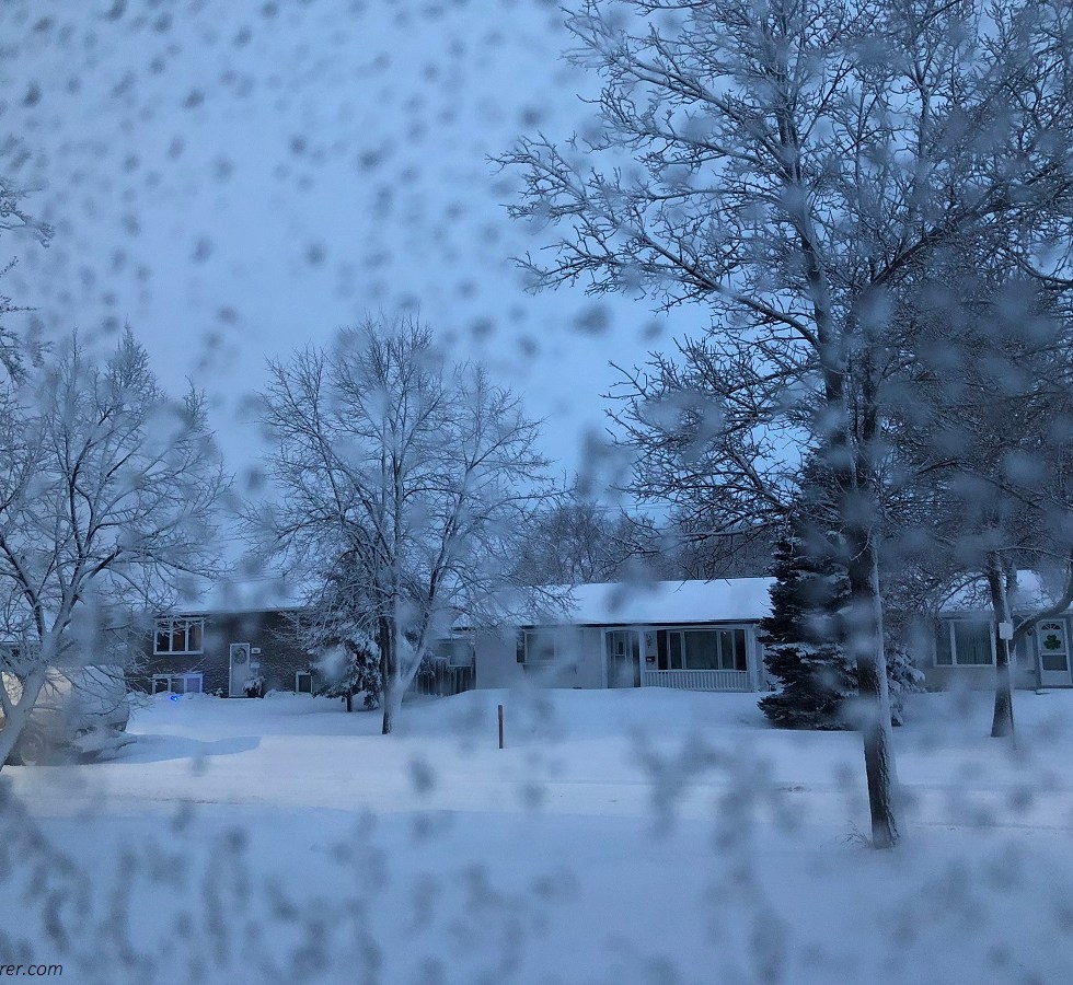 frosted trees in the winter
