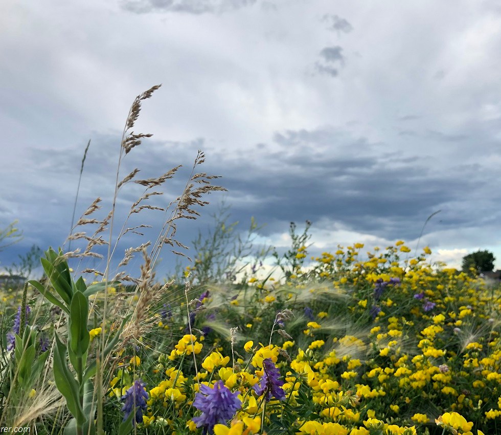 Yellow and purple flowers, weeds in the meadow under a rainy day