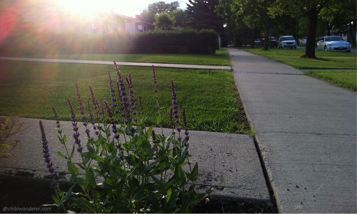 a thriving weed with purple flower on a sunny summer