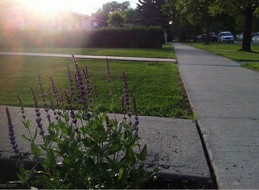 a thriving weed with purple flower on a sunny summer