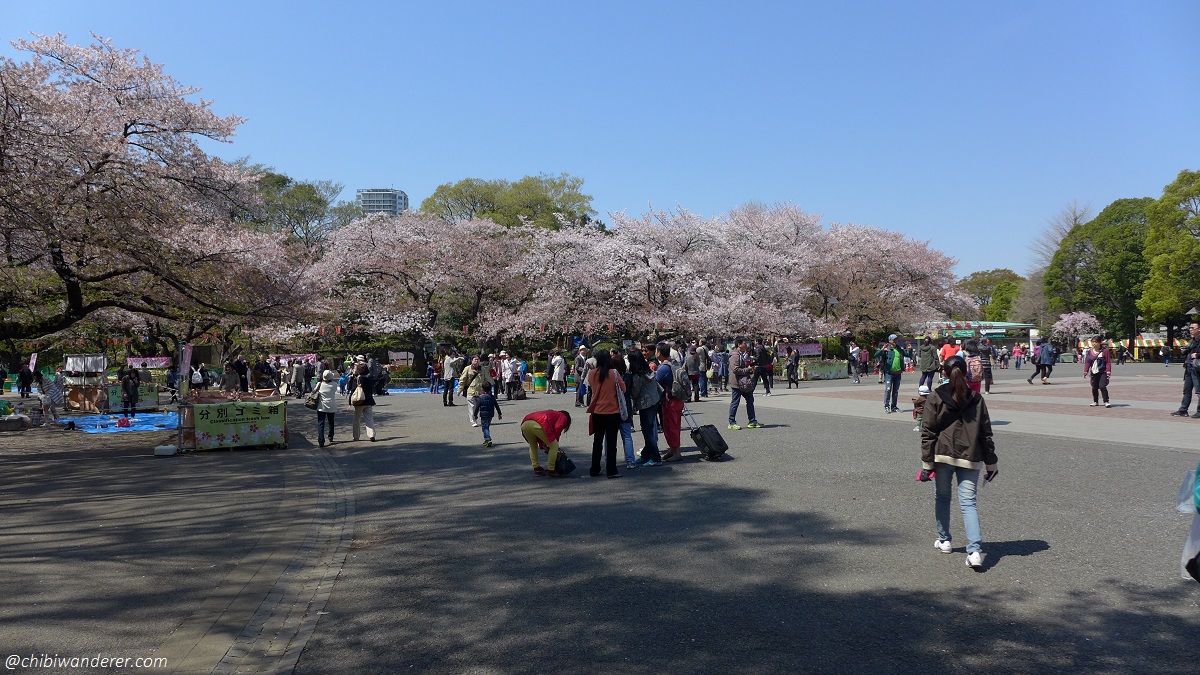 Sakura viewing at Ueno Park Japan
