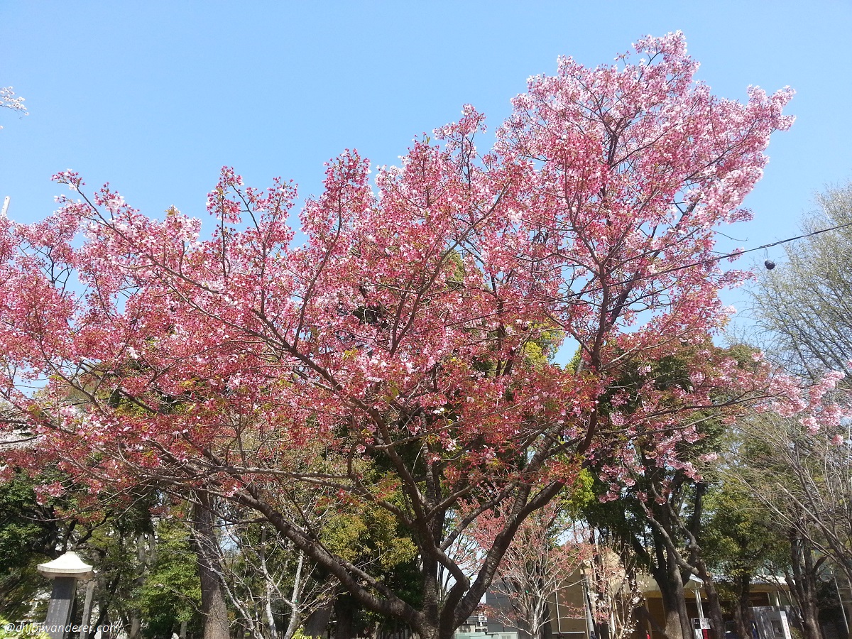 Dark Pink Sakura tree in Ueno Park Japan