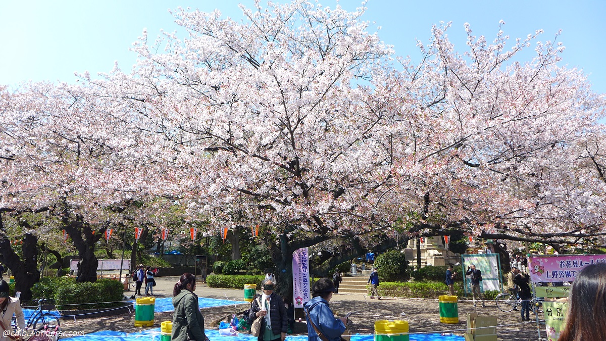 Sakura at Ueno Park Japan