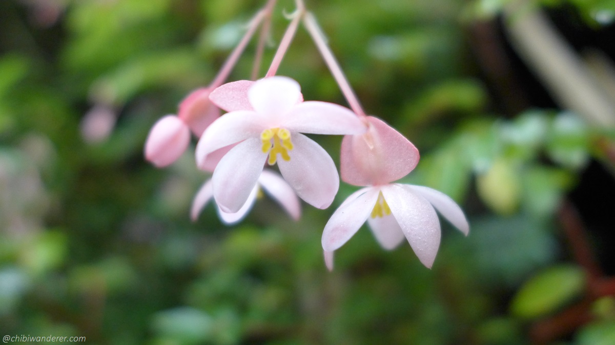 Pink and white flower with yellow in the centre