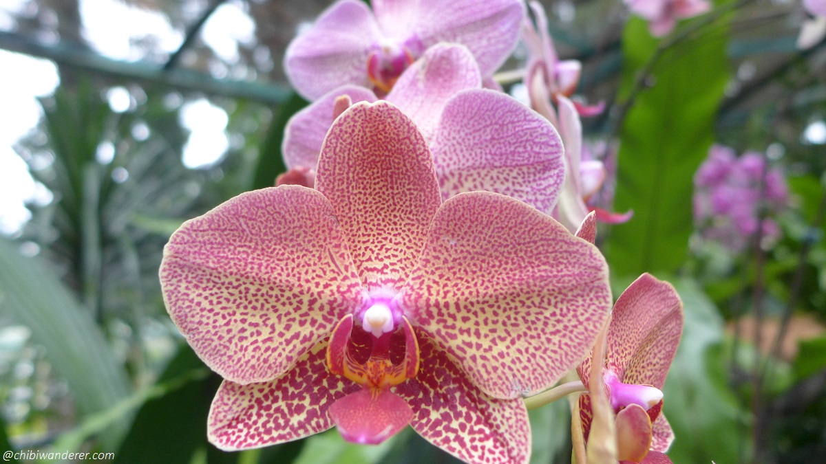 dotted purple orchid - Botanic Garden Singapore