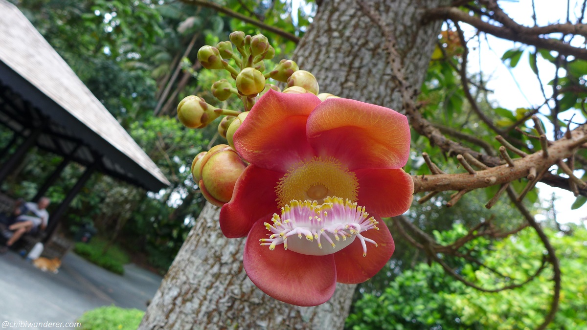 Tree flower in Botanic Garden Singapore