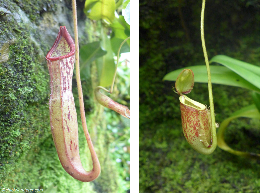 Tube plants in Botanic Garden Singapore
