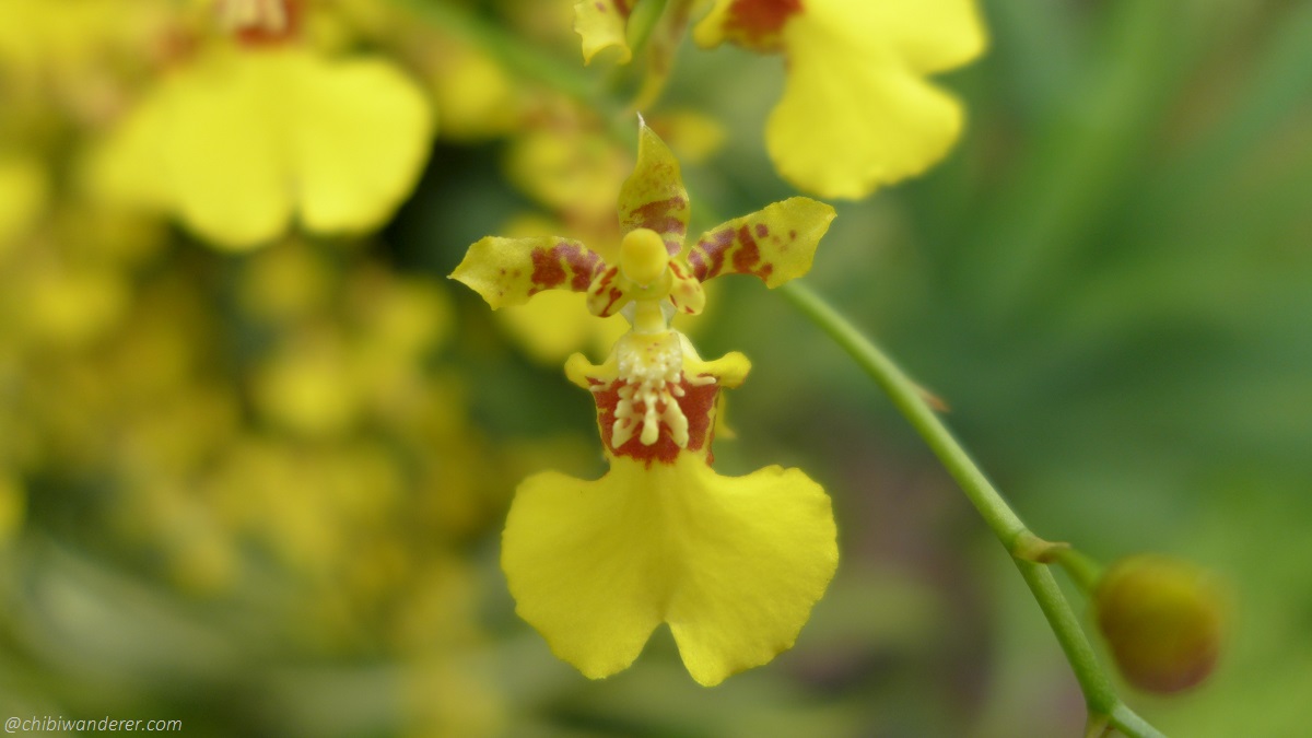 Yellow orchid in Botanic Garden Singapore